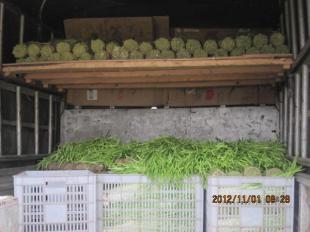 四川中江縣優(yōu)質(zhì)新鮮韭黃批量供應(yīng)，誠(chéng)邀批發(fā)商合作