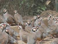 批發(fā)閩南優(yōu)質(zhì)鷓鴣 泉州、廈門、漳州、福州、莆田，直供世界工廠網(wǎng)